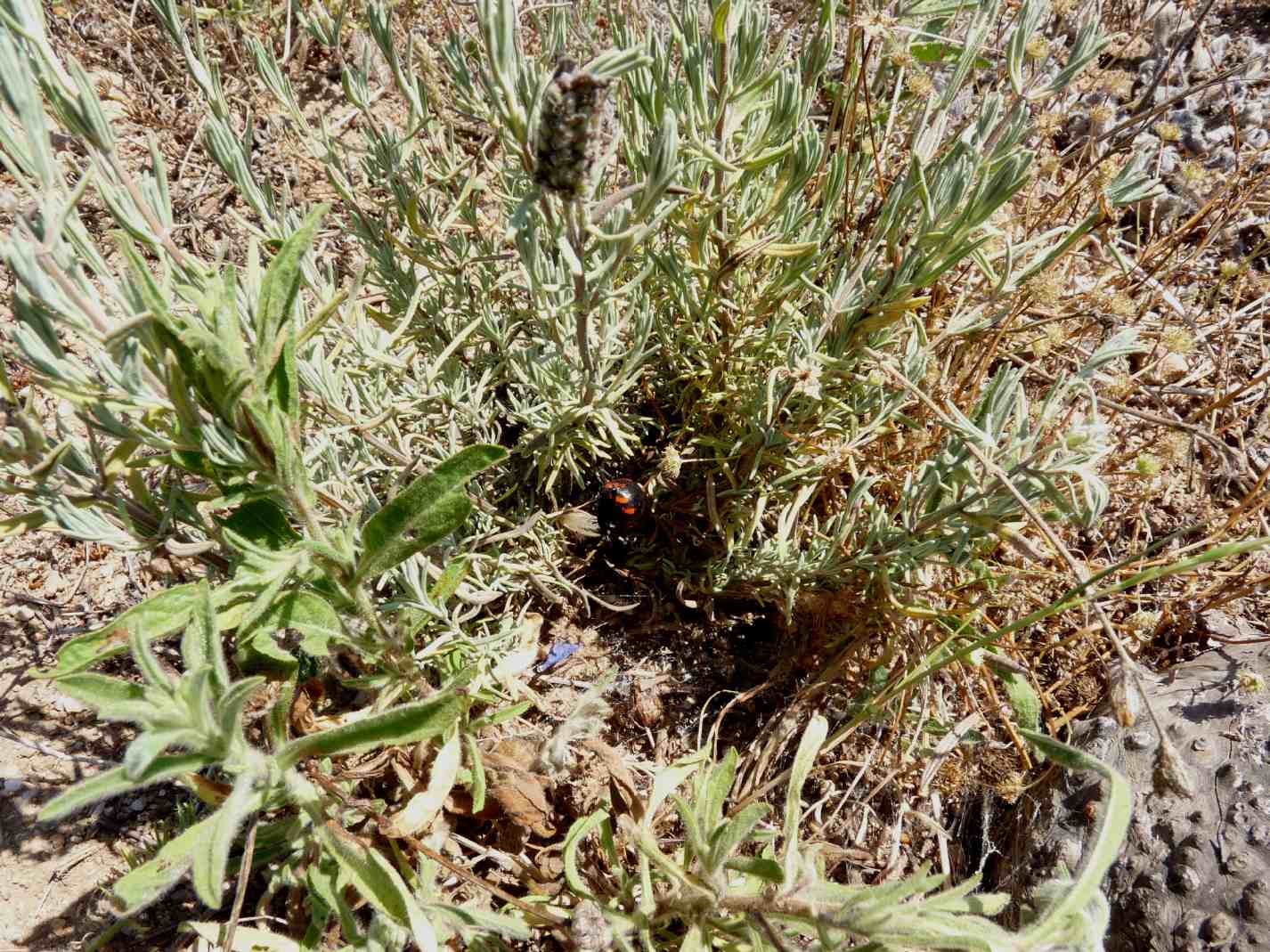 Latrodectus tredecimguttatus